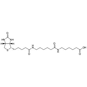 N-Biotinylcaproylaminocaproic Acid (CAS 89889-51-0) - TCI B6207 - AMI Scientific